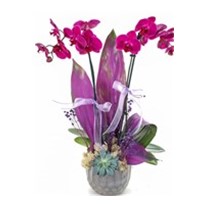 The Sweetest Color Orkide
