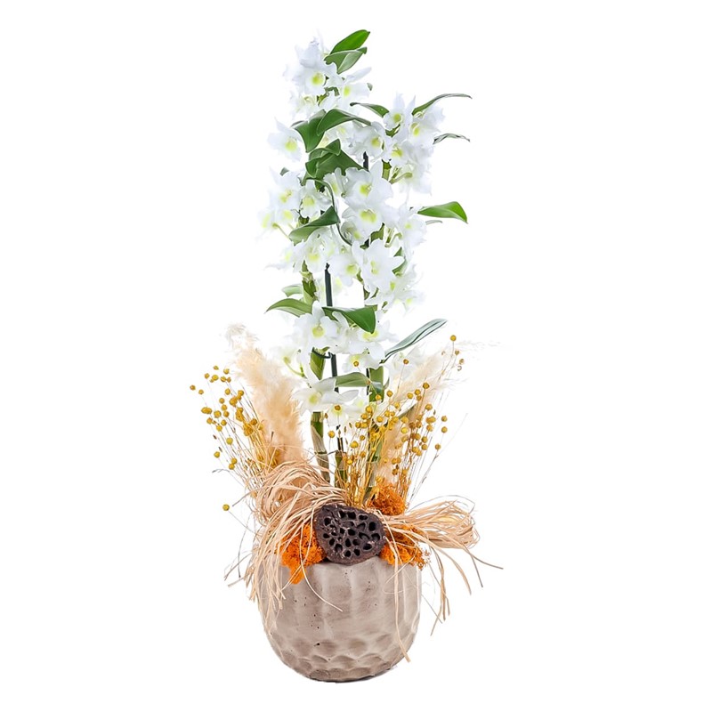 White Art Dendrobium