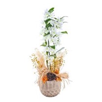 White Art Dendrobium