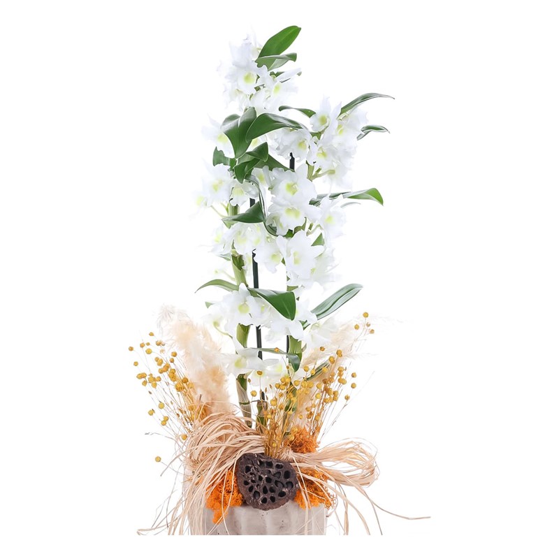 White Art Dendrobium