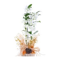 White Art Dendrobium