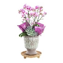 Patterned Purple Orchid