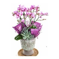 Patterned Purple Orchid