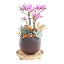 Exotic Midi Orchid