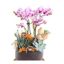 Exotic Midi Orchid