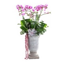 Pink Ceramic Dream