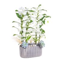 Double White Dendrobium
