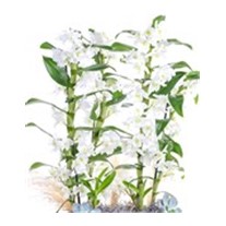 Double White Dendrobium