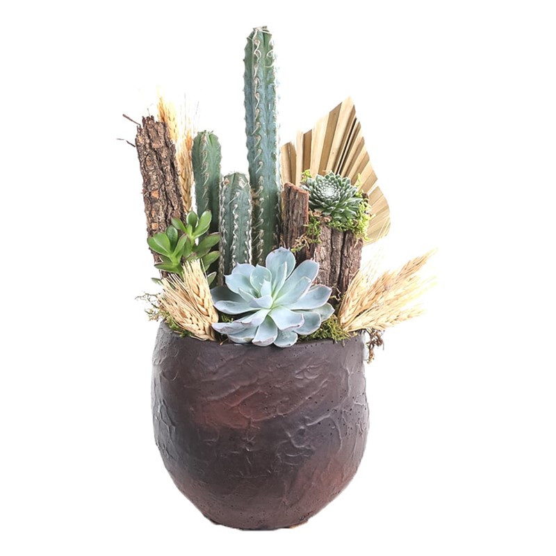 Cactus Garden
