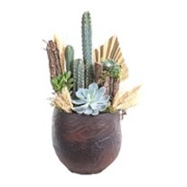 Cactus Garden