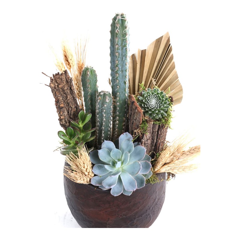 Cactus Garden