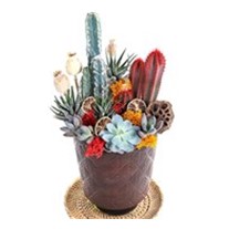 Desert Effect Garden