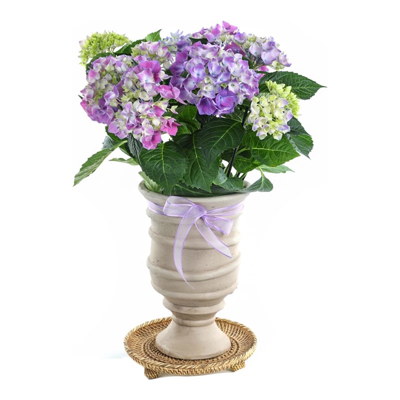 Lilac Hydrangea Ortanca