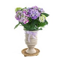 Lilac Hydrangea Ortanca