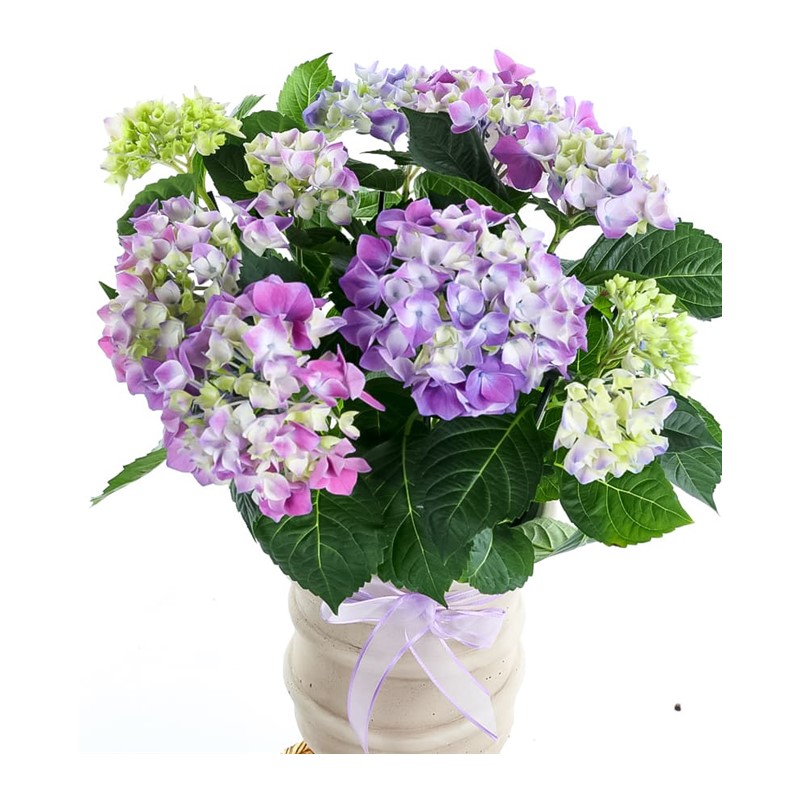 Lilac Hydrangea Ortanca