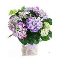 Lilac Hydrangea Ortanca
