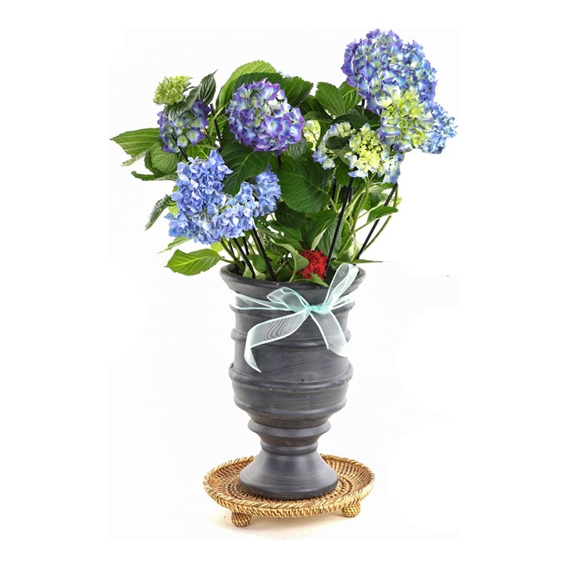 Blue Hydrangea Ortanca