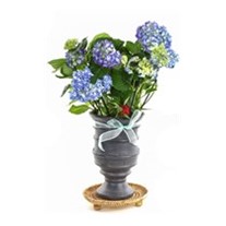 Blue Hydrangea Ortanca