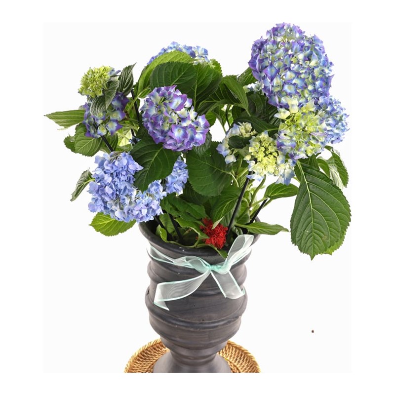 Blue Hydrangea Ortanca