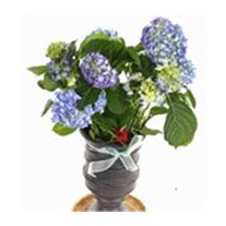 Blue Hydrangea Ortanca