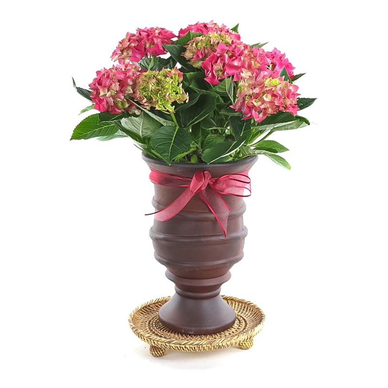 Red Hydrangea Ortanca