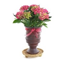 Red Hydrangea Ortanca