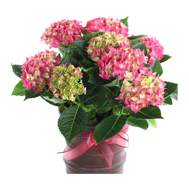 Red Hydrangea Ortanca