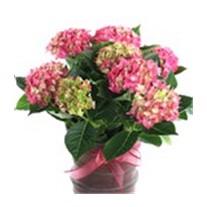 Red Hydrangea Ortanca