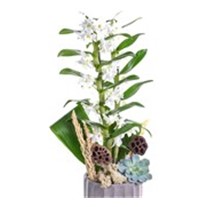 White Dream Orkide
