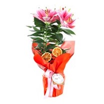 Pembe Kokulu Lilyum Çiçeği