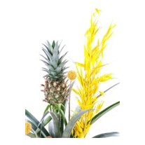 Sunny Ananas Glow