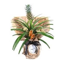 Pineapple Paradise Ananas Bitkisi