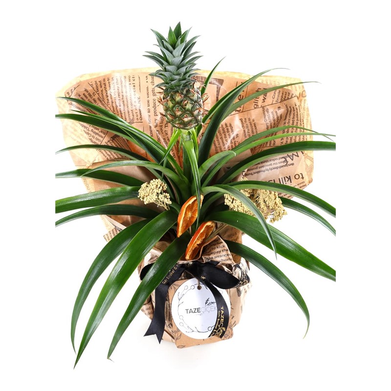 Pineapple Paradise Ananas Bitkisi