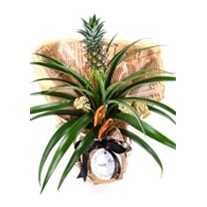 Pineapple Paradise Ananas Bitkisi