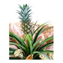 Pineapple Paradise Ananas Bitkisi