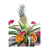 Tasty Ananas Glow