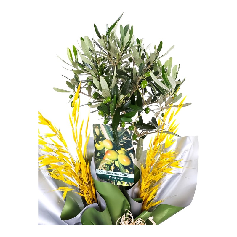Pure Bliss Zeytin Ağacı 60cm