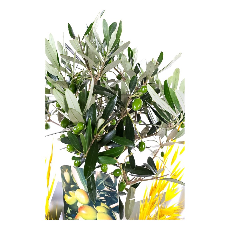 Pure Bliss Zeytin Ağacı 60cm