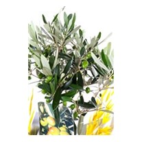 Pure Bliss Zeytin Ağacı 60cm