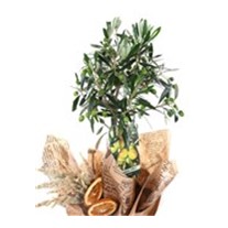 Sacred Harmony Zeytin Ağacı 60cm