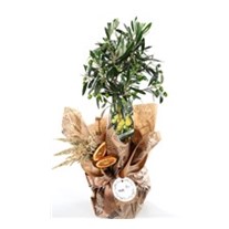 Sacred Harmony Zeytin Ağacı 60cm