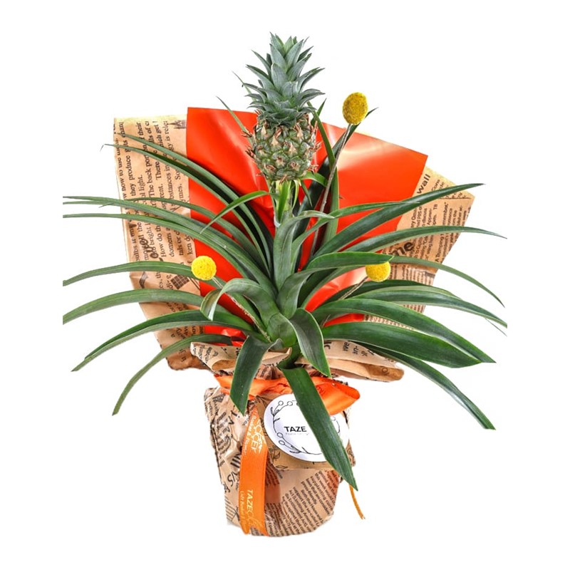 Pineapple Oasis Ananas Bitkisi