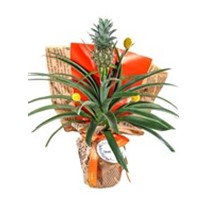Pineapple Oasis Ananas Bitkisi