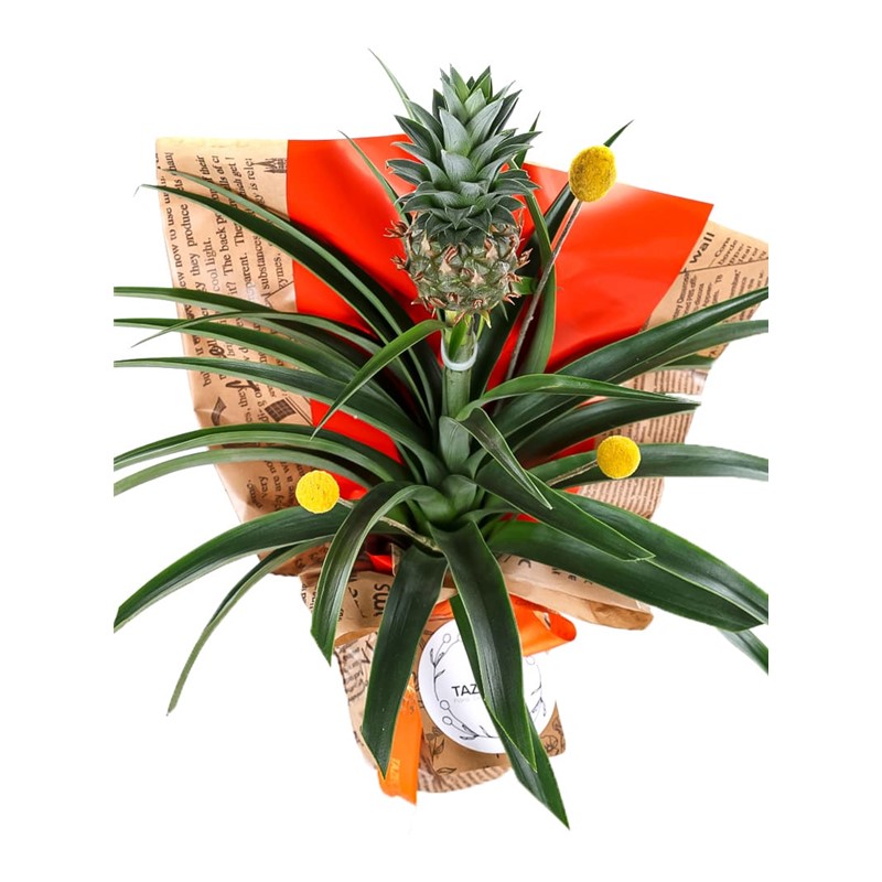 Pineapple Oasis Ananas Bitkisi
