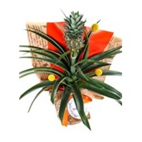Pineapple Oasis Ananas Bitkisi