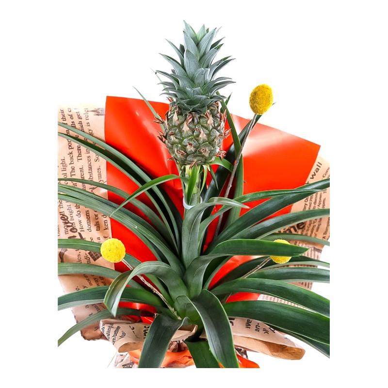 Pineapple Oasis Ananas Bitkisi