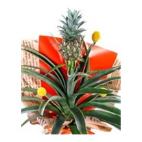 Pineapple Oasis Ananas Bitkisi