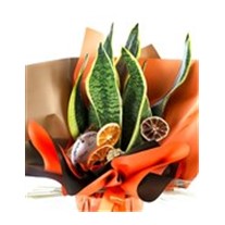Regal Sansaveria Paşa Kılıcı
