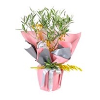 Altın Işık Zeytin Ağacı 40cm