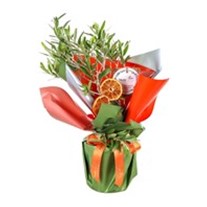 Yeşil Cennet Zeytin Ağacı 40cm
